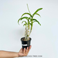 Dendrobium Humming Butterfly #2 Orchid Plant - FF - Buy Orchids Plants Online by Orchid-Tree.com
