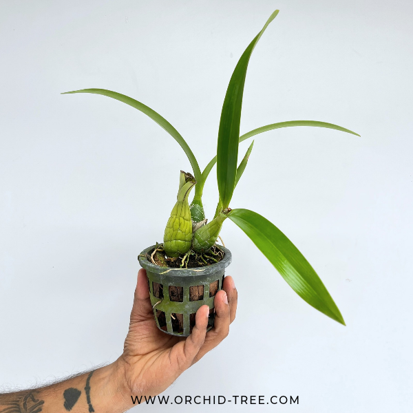 Encyclia cordigera alba sp. Orchid Plant - BS