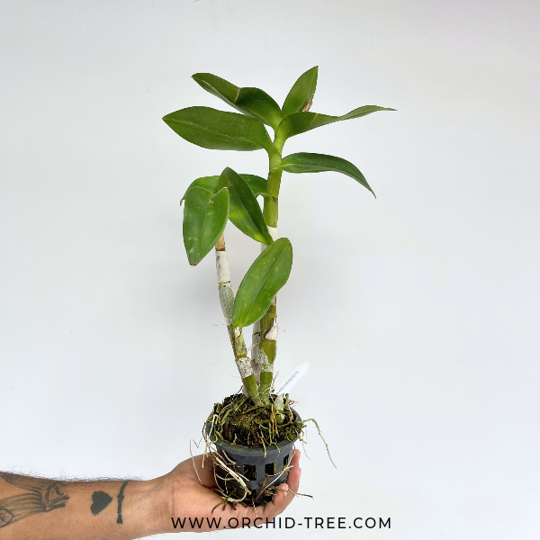 Dendrobium Caesar Blue Orchid Plant - BS