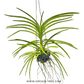 Vanda Mimi Palmer Orchid Plant - BS (2 Growths)