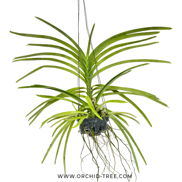 Vanda Mimi Palmer Orchid Plant - BS (2 Growths)
