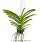 Vanda General Prinya Orchid Plant - FF