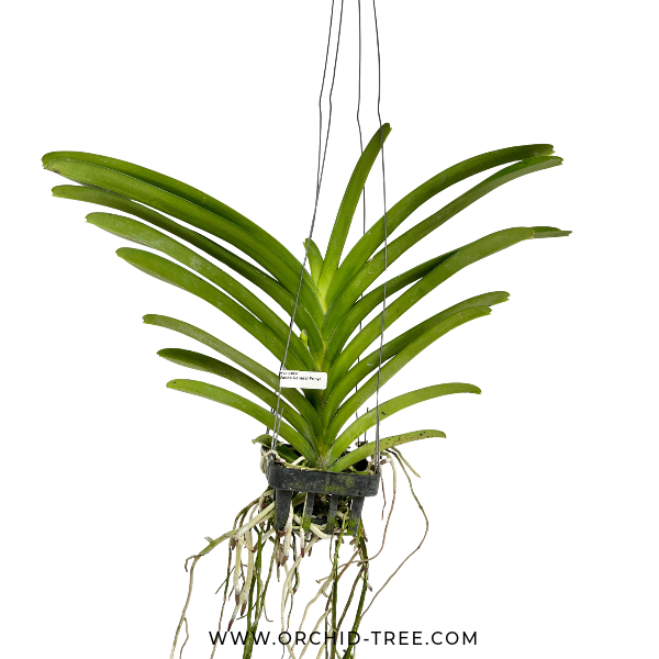 Vanda General Prinya Orchid Plant - FF