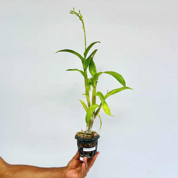 Dendrobium King Dragon Orchid plant - FF - Buy Orchids Plants Online by Orchid-Tree.com