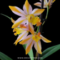 Cattleya (Ctt.) Magic Bell 'New Trick' HCC/AOS Orchid Plant - BS - Buy Orchids Plants Online by Orchid-Tree.com