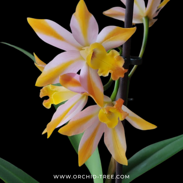 Cattleya (Ctt.) Magic Bell 'New Trick' HCC/AOS Orchid Plant - BS - Buy Orchids Plants Online by Orchid-Tree.com