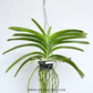 Vanda Day 'N' Night Orchid Plant - BS