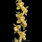 Chiloschista lunifera x parishii Orchid Plant - BS