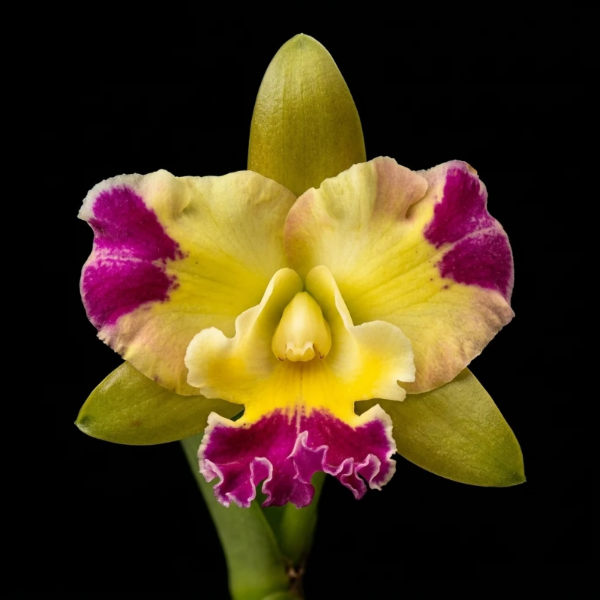 Cattleya Phra Nakhon Khiri Orchid Plant - BS (Large Plant)