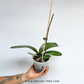 Phalaenopsis Ben Yu Pink Goddess Orchid Plant - FF