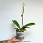 Phalaenopsis Laurel LL234 Orchid Plant - FF