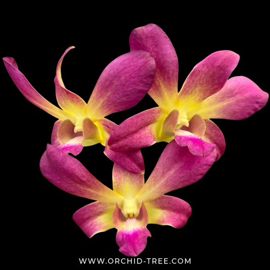 Dendrobium (Ckaii "Oka" x Sanphran Brown)#172 Orchid Plant - BS - Buy Orchids Plants Online by Orchid-Tree.com