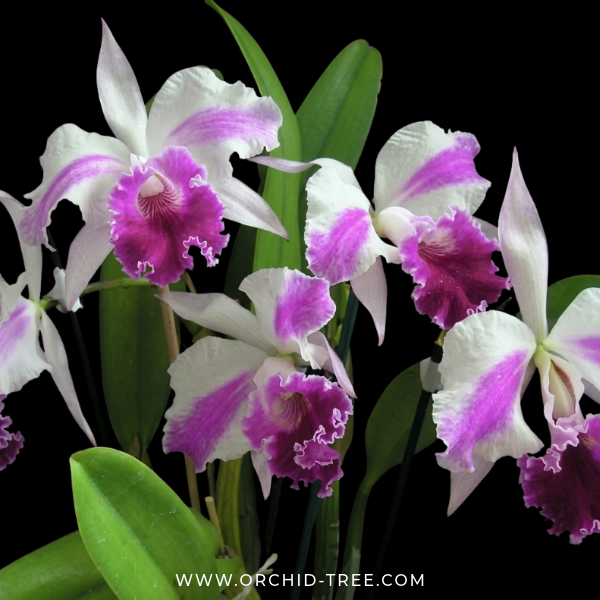 Cattleya Excelsior 'The Globe'  FCC/RHS Orchid Plant - BS