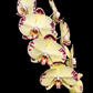 Phalaenopsis Laurel LL234 Orchid Plant - FF