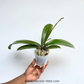Phalaenopsis Crack of Dawn Orchid Plant - FF