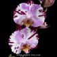 Phalaenopsis Art Nouveau Orchid Plant - BS