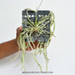 Chiloschista lunifera x parishii Orchid Plant - BS