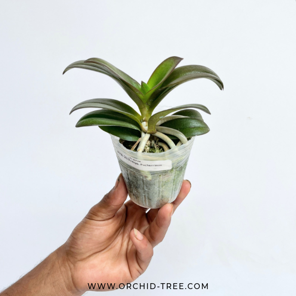 Vandaenopsis Pulcherrimin Orchid Plant - BS