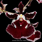 Tolumnia Black Bull x Jairak Firm' Red Devil' Orchid Plant - BS (Miniature)
