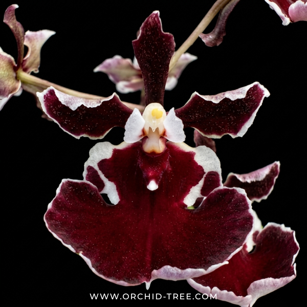 Tolumnia Black Bull x Jairak Firm' Red Devil' Orchid Plant - BS (Miniature)