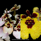 Tolumnia Pack of 2 Orchid Plants - BS