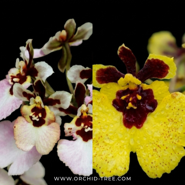 Tolumnia Pack of 2 Orchid Plants - BS