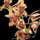 Cymbidium Pakkret Firestrom "Jerry" Orchid Plant - BS (Big Plant) - Buy Orchids Plants Online by Orchid-Tree.com