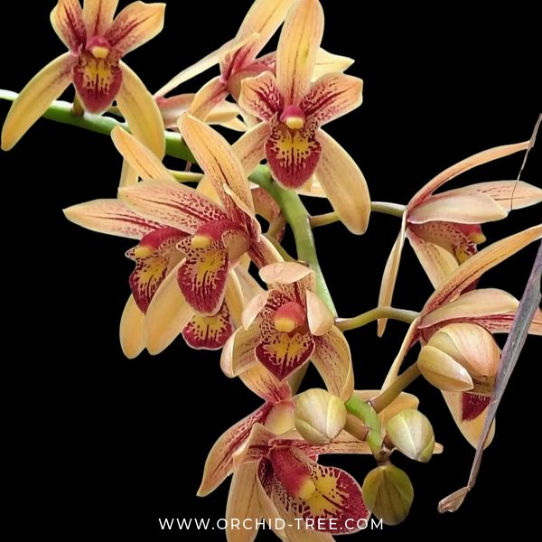 Cymbidium Pakkret Firestrom "Jerry" Orchid Plant - BS (Big Plant) - Buy Orchids Plants Online by Orchid-Tree.com