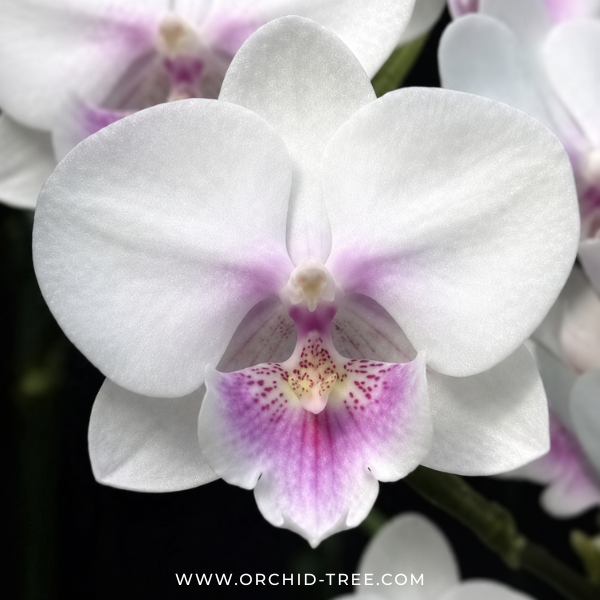 Phalaenopsis Crystal Water Orchid Plant - FF