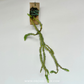 Lycopodium | Rock Tassel Fern