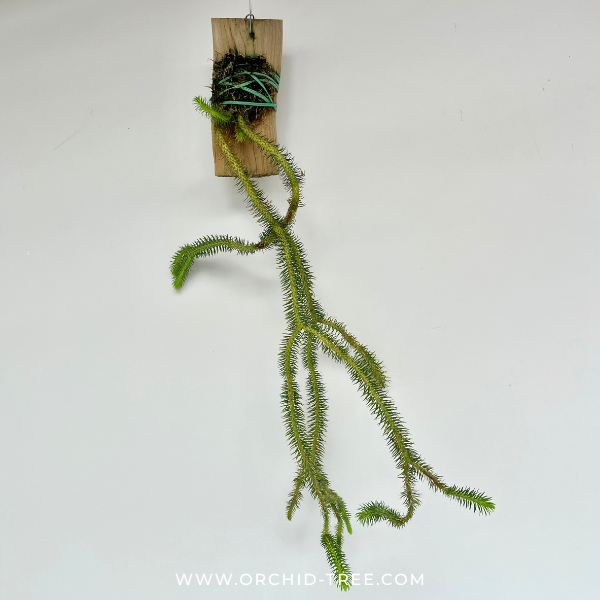 Lycopodium | Rock Tassel Fern