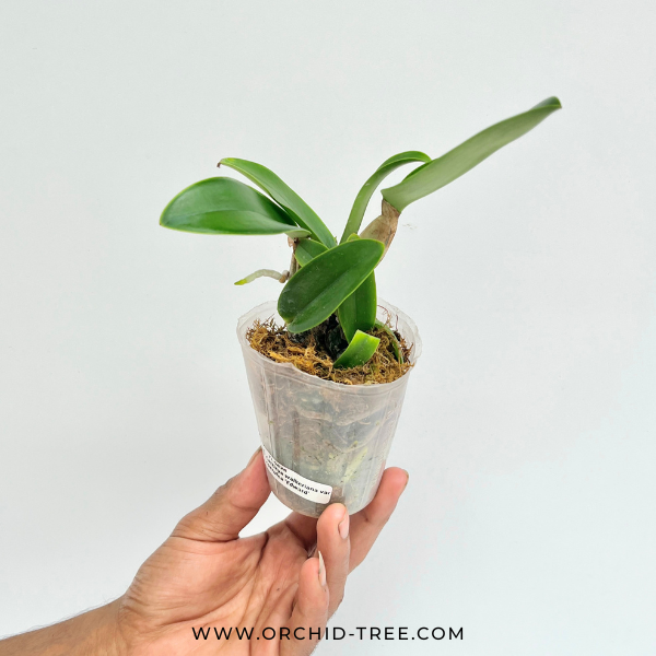 Cattleya walkeriana var. coerulea 'Edward' SM/JOS Orchid Plant - BS