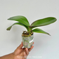 Phalaenopsis Red Eye Orchid Plant - FF