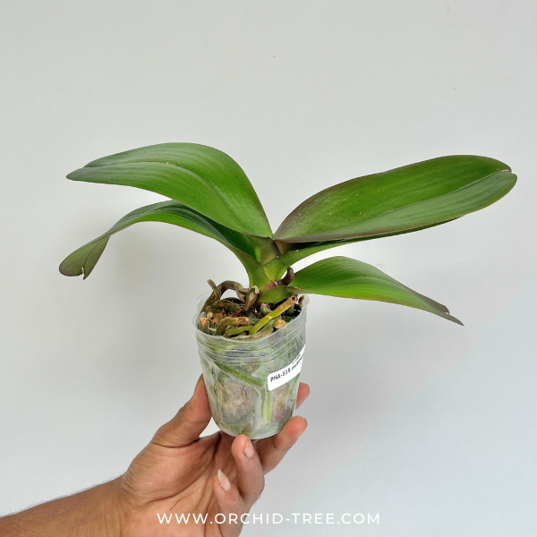 Phalaenopsis Red Eye Orchid Plant - FF
