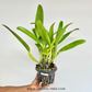 Cattleya (Rlc.) Pachara Fantacy Orchid Plant - BS (Large plant)