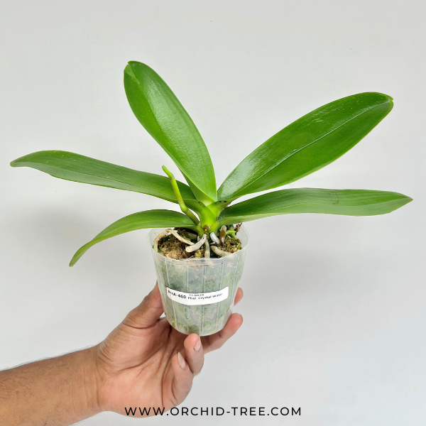 Phalaenopsis Crystal Water Orchid Plant - FF