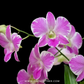 Dendrobium Pink Lady Splash Orchid Plant - FF