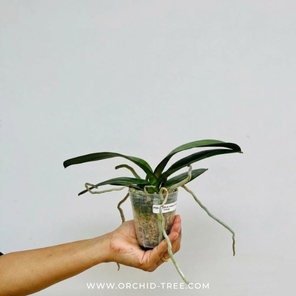 Phalaenopsis Lianher Orange Orchid Plant - FF