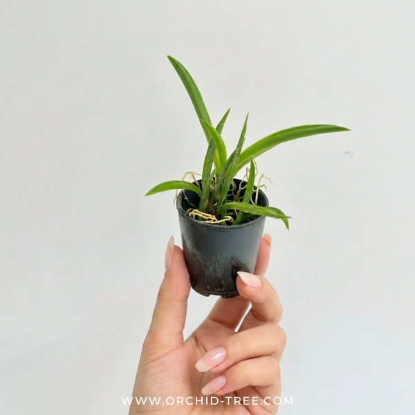 Tolumnia Black Bull x Jairak Firm' Red Devil' Orchid Plant - BS (Miniature)
