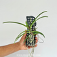Vanda Pinky Orchid Plant - BS