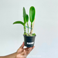 Cattleya Nakornchaisri Delight No. 2 Orchid Plant - BS