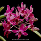 Vanda Pinky Orchid Plant - BS