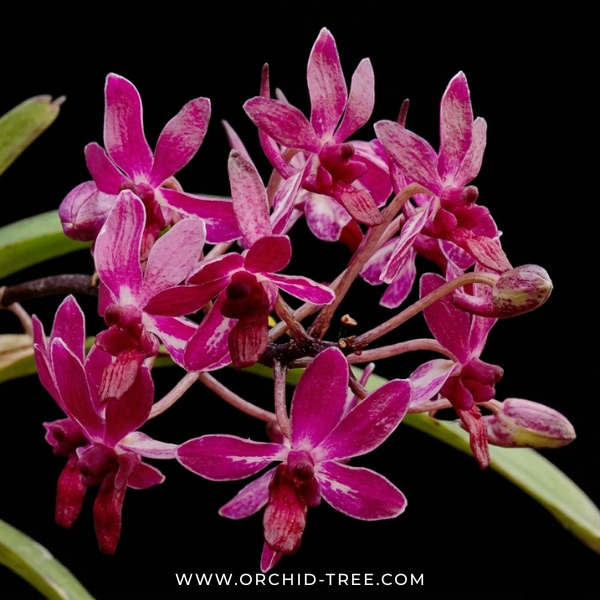 Vanda Pinky Orchid Plant - BS