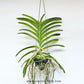 Vanda Mimi Palmer Orchid Plant - FF - Buy Orchids Plants Online by Orchid-Tree.com