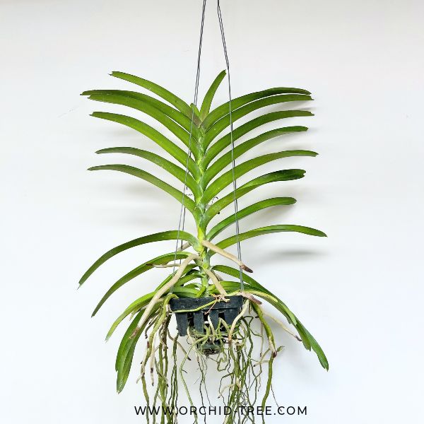 Vanda Mimi Palmer Orchid Plant - FF - Buy Orchids Plants Online by Orchid-Tree.com