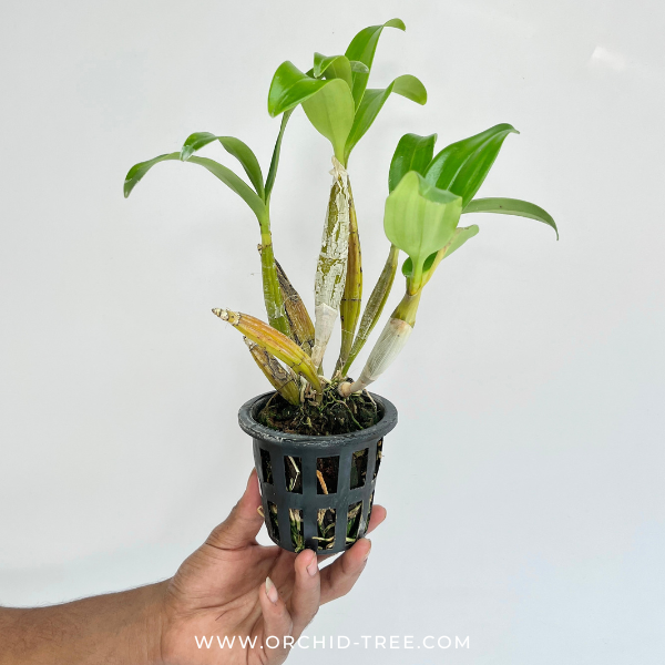 Dendrobium chrysotoxum var. suavissimum Orchid Plant - BS