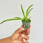 Rodrumnia Jairak Venus Orchid Plant - BS (Miniature)