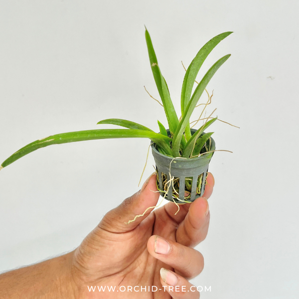Rodrumnia Jairak Venus Orchid Plant - BS (Miniature)