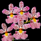 Rodrumnia Jairak Venus Orchid Plant - BS (Miniature)