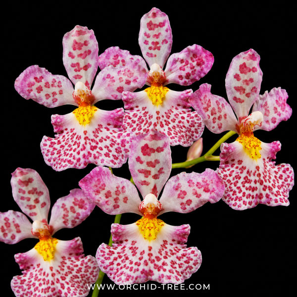 Rodrumnia Jairak Venus Orchid Plant - BS (Miniature)